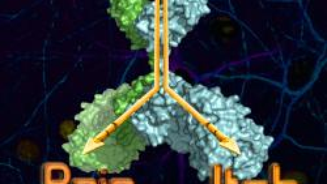 An antibody that specifically blocks the NaV1.7 voltage-gated sodium channel and suppresses pain in mice has surprisingly been found to also suppress itching in mice, even though pain and itch sensations usually follow different paths. (Source: Seok-Yong Lee and Ben Chung, Duke University)