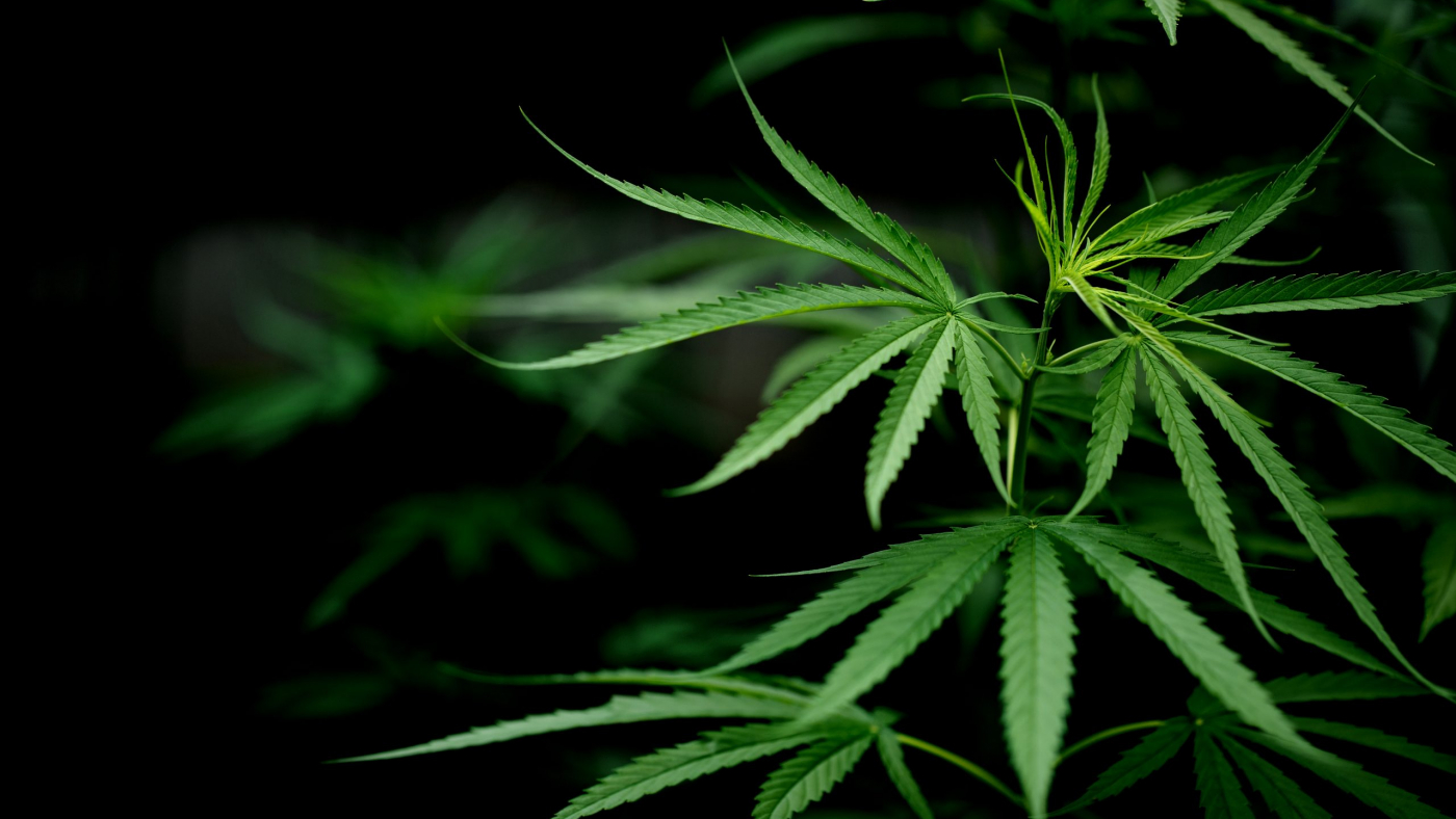 Cannabis marijuana leaf closeup dark background. leaves of a marijuana