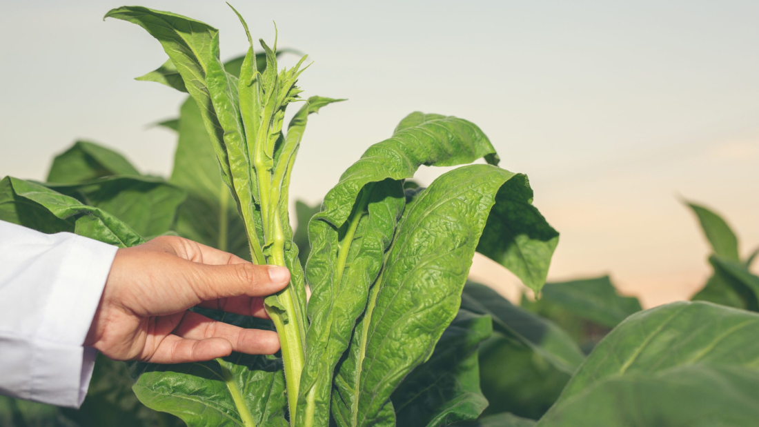 Administración de fármacos a partir de plantas