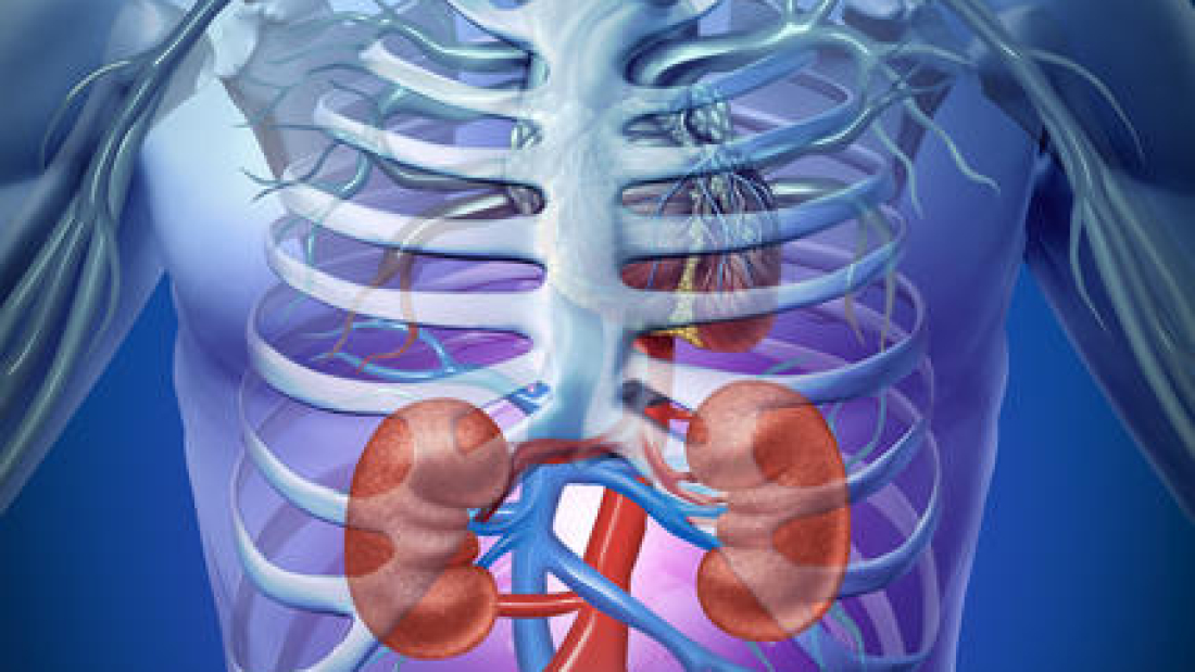 Trasplante renal