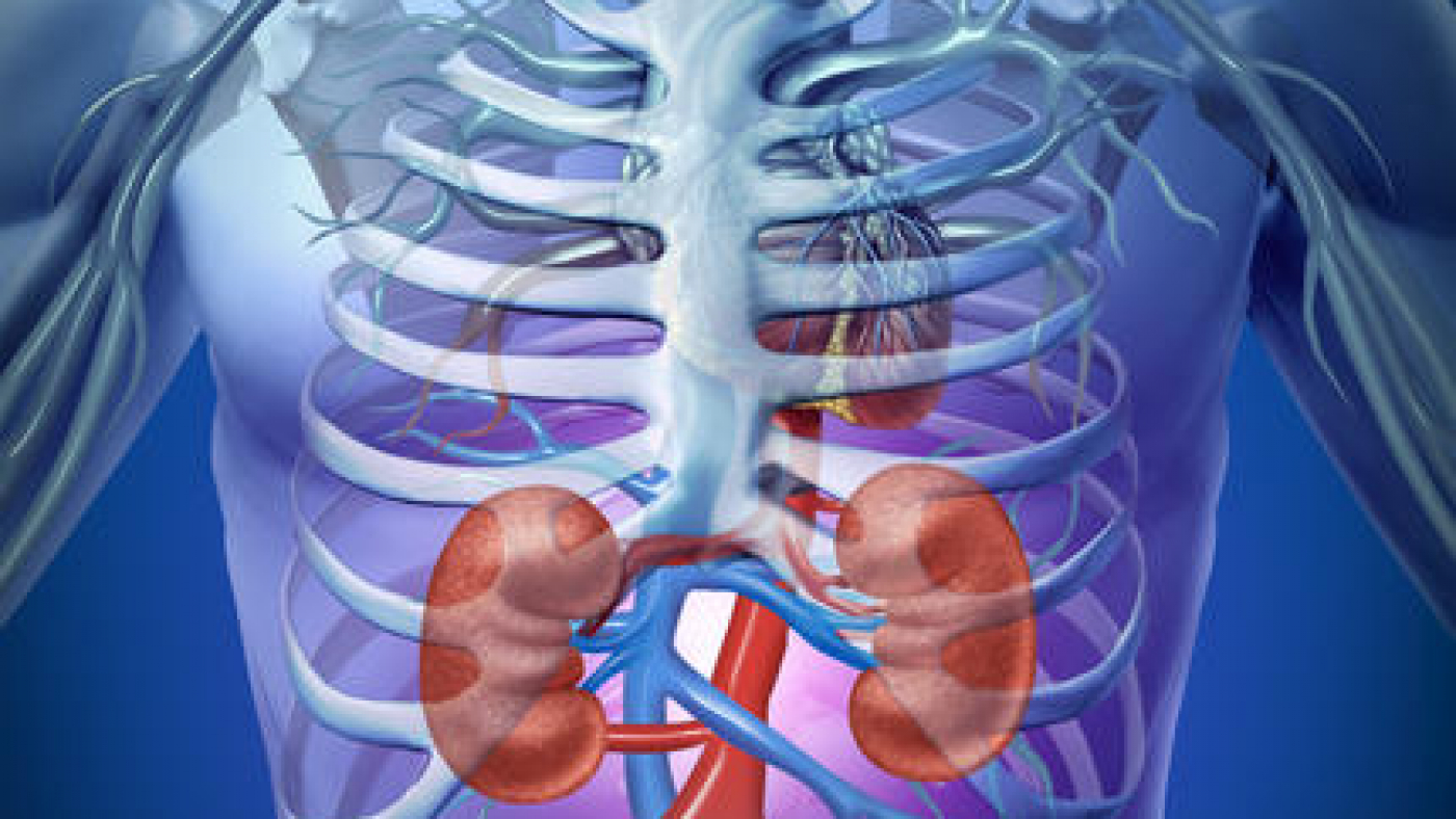 shutterstock_kidneys2