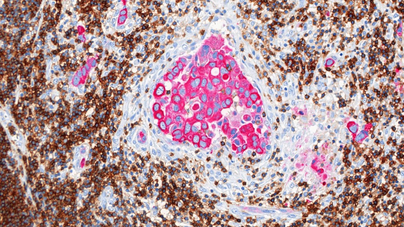 Tissue Slides.Double_RGB_Original.v5