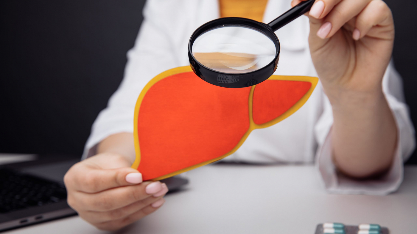 Doctor showing a model of liver by magnifier.