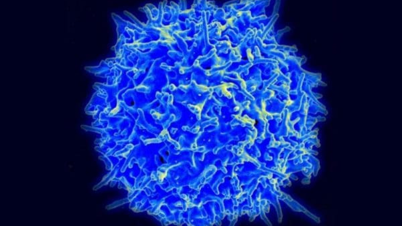 Source: https://news.usc.edu/files/2018/05/healthy_T_cell_image_courtesy_of_niaid-web-824x549.jpg