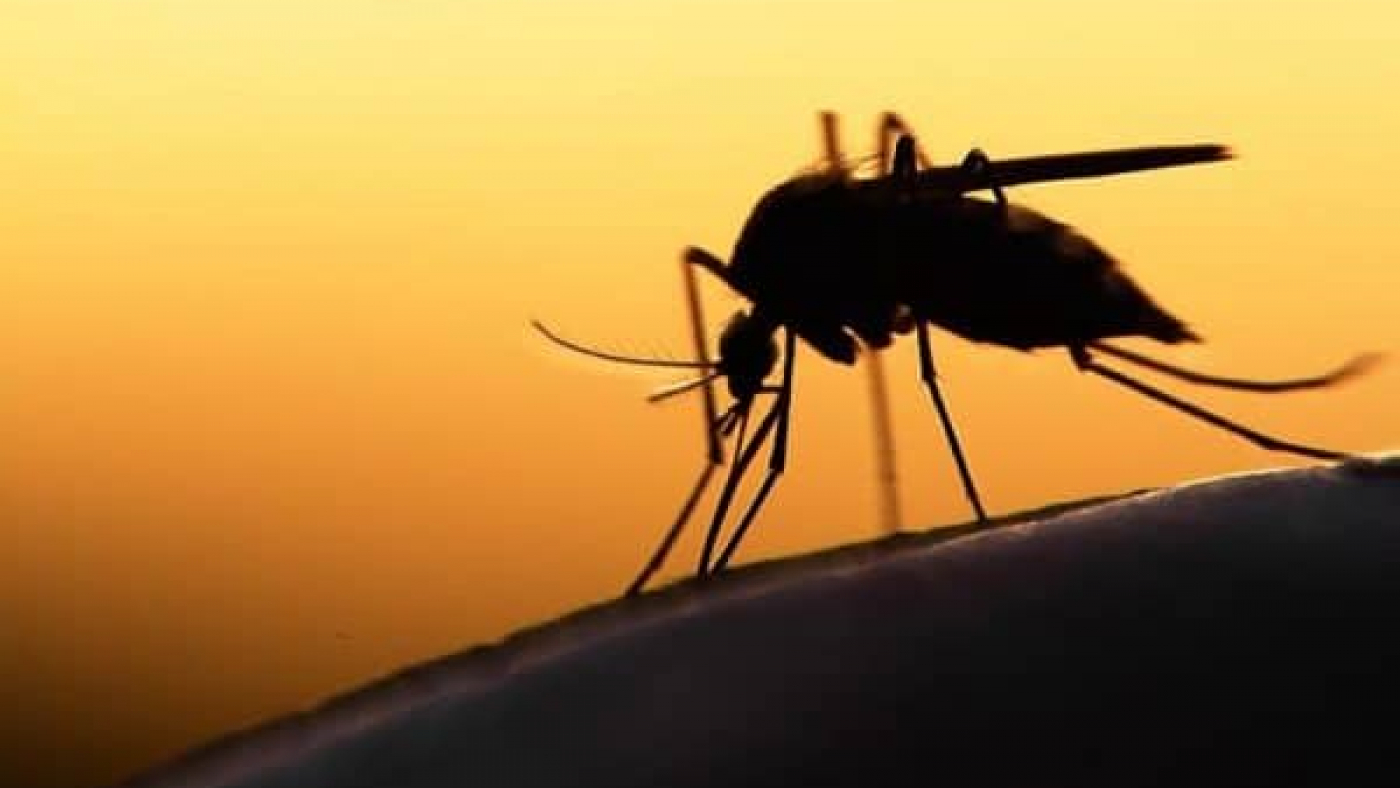 Source: https://abm-website-assets.s3.amazonaws.com/dddmag.com/s3fs-public/styles/content_body_image/public/embedded_image/2018/07/180709%20malaria.jpg?itok=Uv7PvIKH