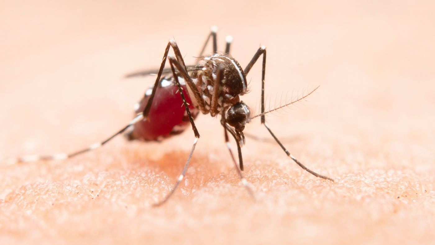 Close-up of a mosquito on human skin