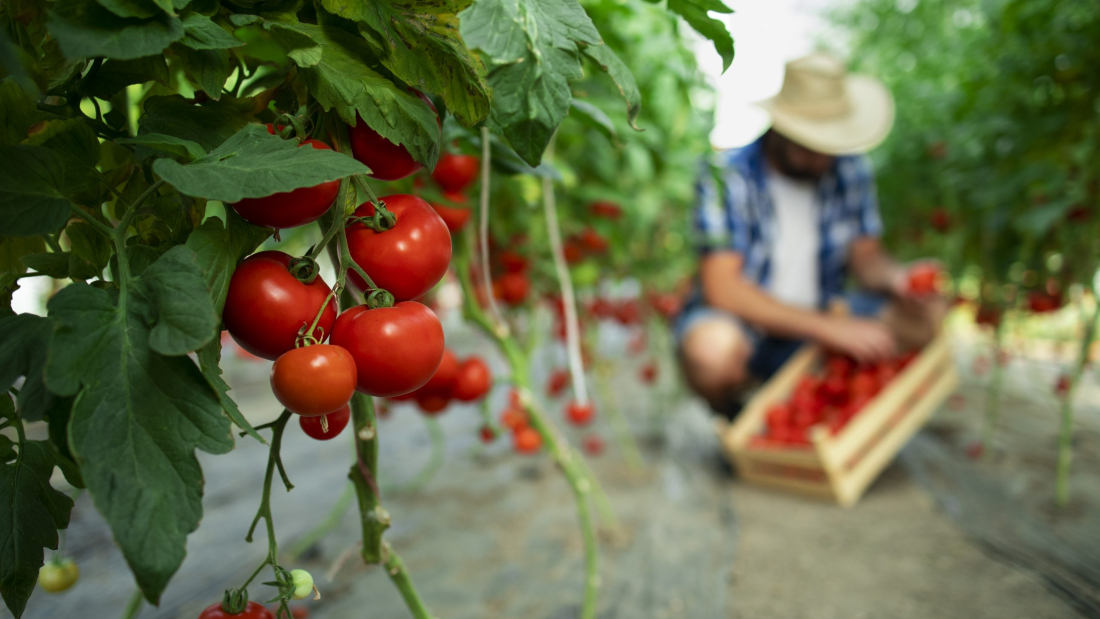 Organic food farm.
