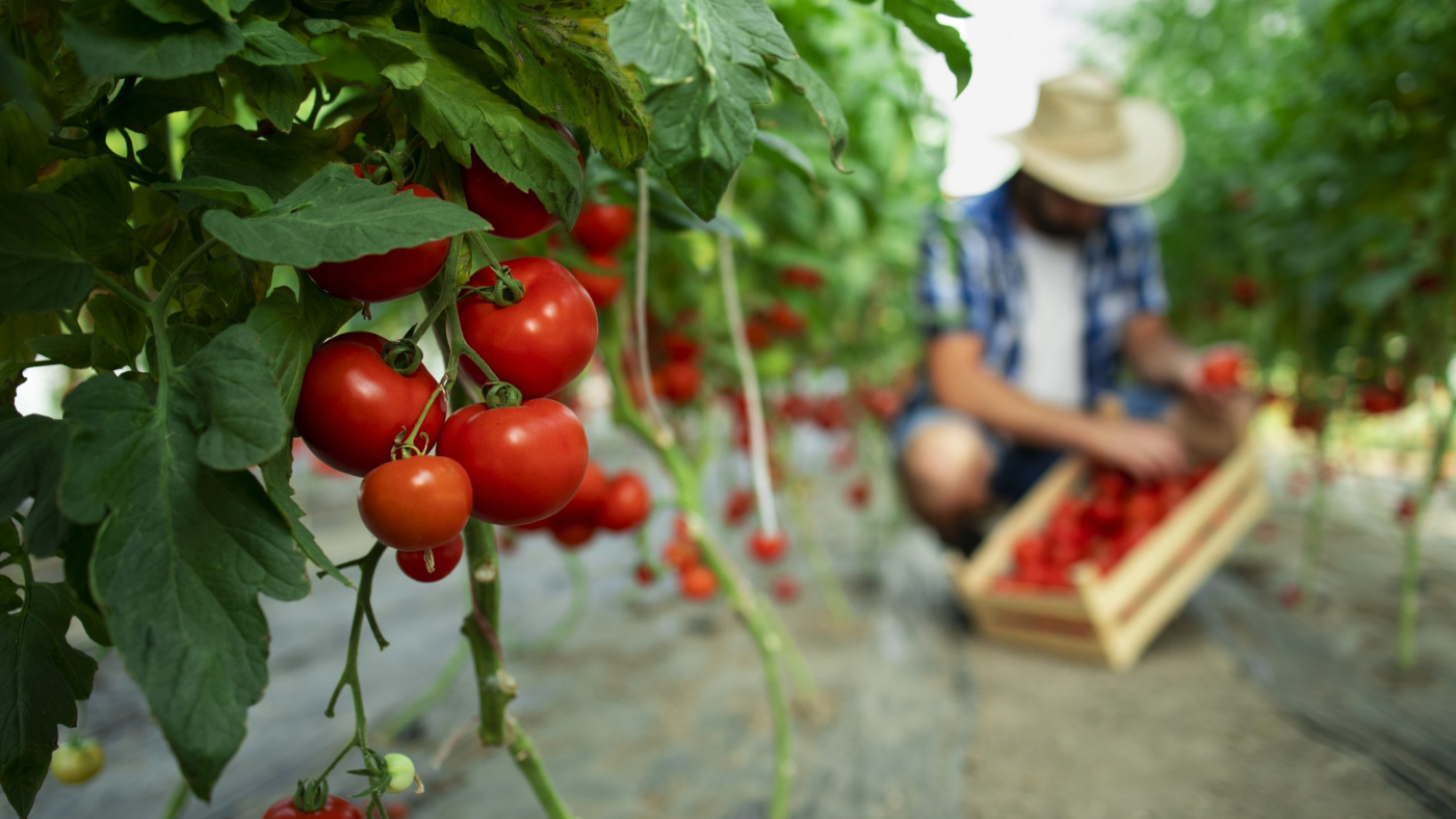 Organic food farm.