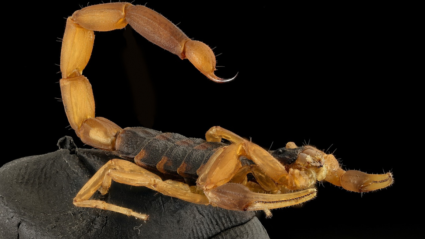 scorpion-2789321_1280