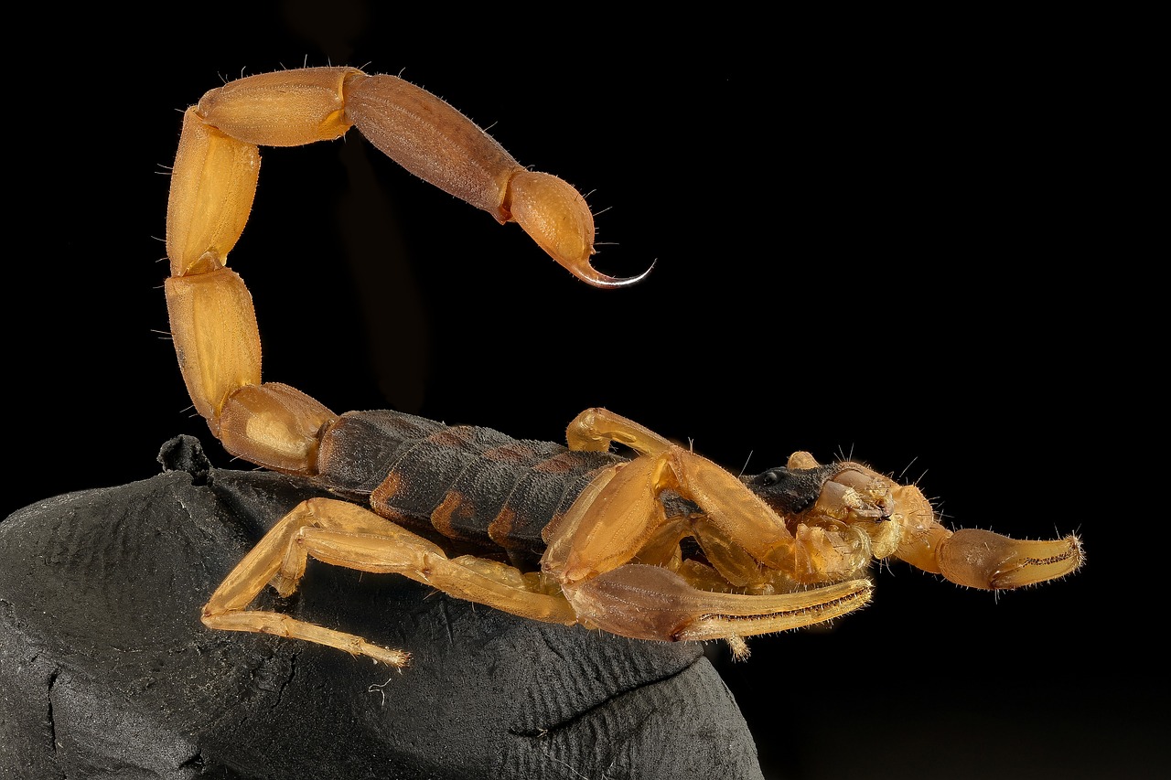 Stanford University Researchers Synthesize Scorpion Venom to Combat Drug-Resistant Tuberculosis Bacteria