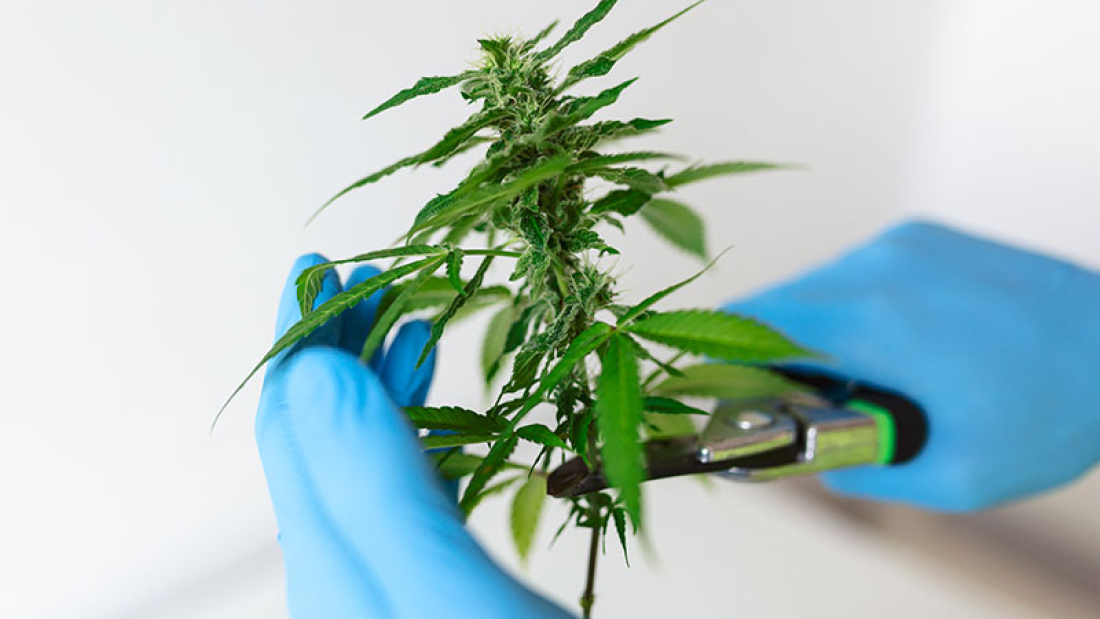 Marihuana Medicinal - Doctor Clips Cáñamo Farmacéutico