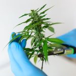Medical Marijuana - Doctor Clips Pharmaceptical Hemp