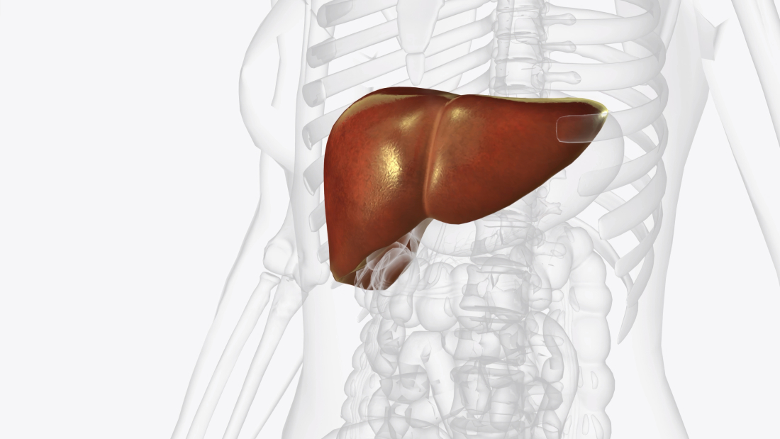 The liver is a large organ in the abdomen that performs many important bodily functions, including blood filtering 3d illustration