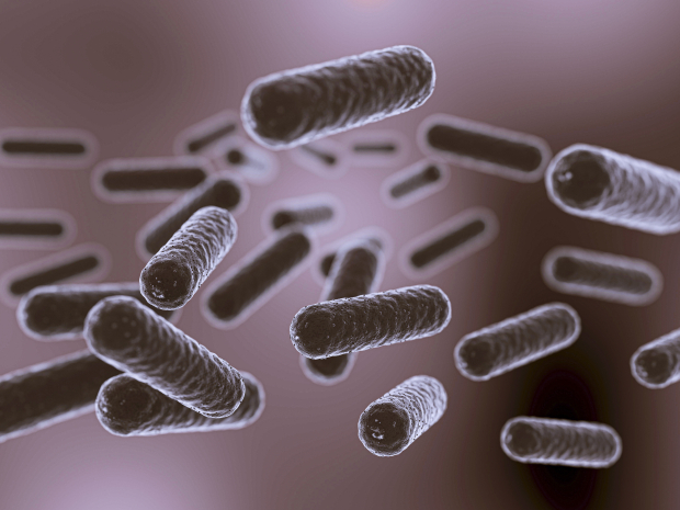 Microscopic view of rod-shaped gut bacteria floating in the intestinal environment
