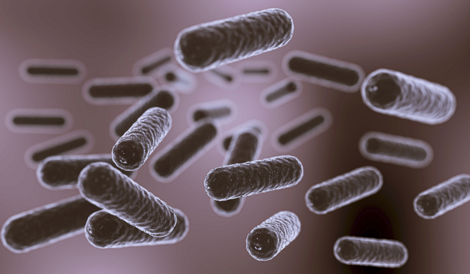Microscopic view of rod-shaped gut bacteria floating in the intestinal environment