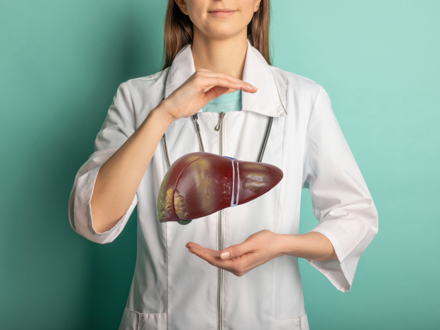 Female doctor holding a 3D model of a human liver, symbolizing liver care and clinical research