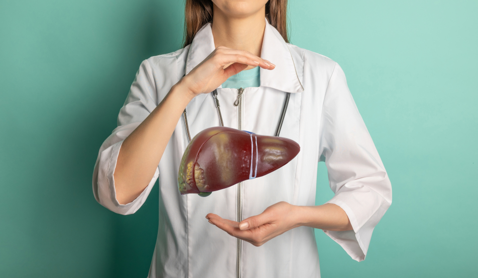 Female doctor holding a 3D model of a human liver, symbolizing liver care and clinical research